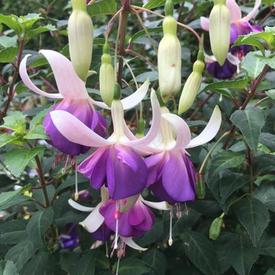 Fuchsia 'Delta's Sara' - Shoot