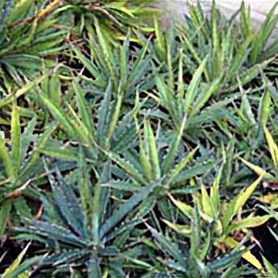 Agave nizandensis - Shoot