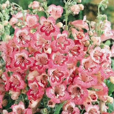 Tubular rose cheap