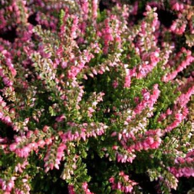 Beautiful pink flower heather frame (calluna vulgaris, erica, ling