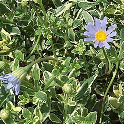 Felicia amelloides 'Variegata' - Shoot