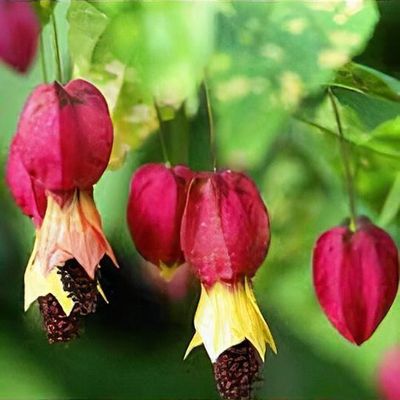 Abutilon megapotamicum 'Variegatum' - Shoot