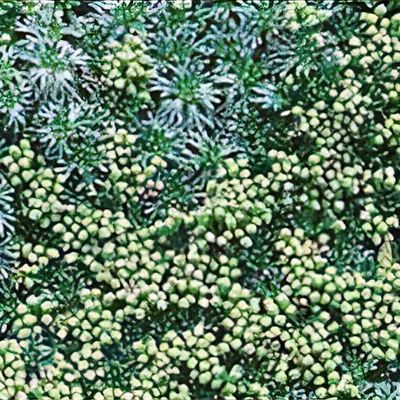 Raoulia australis - Shoot