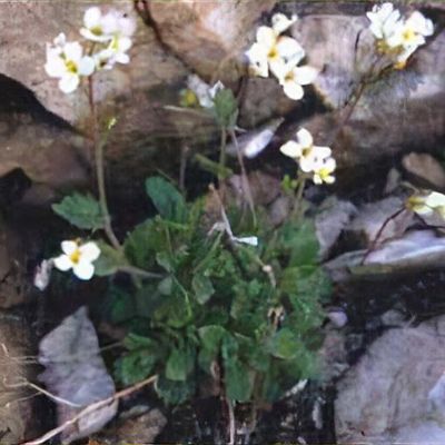 Rose Rock Cress (Arabis blepharophylla) in Lancaster York