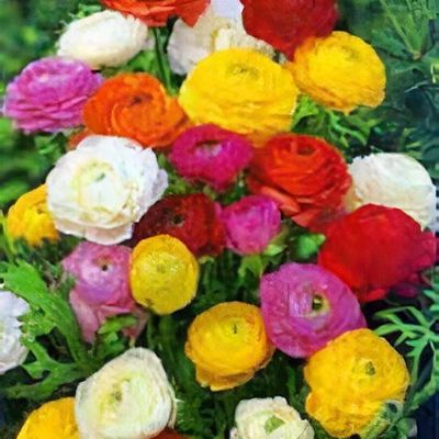 Ballet slipper ranunculus deals
