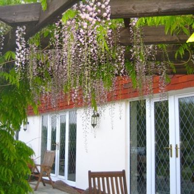 hanging wisteria decor 44