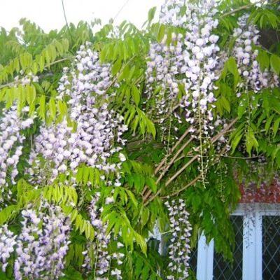 Wisteria brachybotrys 'Shiro Kapitan Fuji' - Shoot