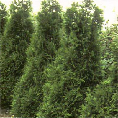 Thuja plicata 'Atrovirens' - Shoot