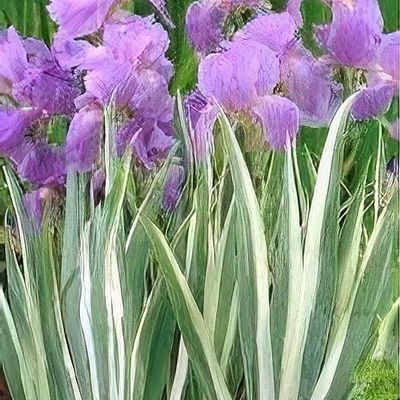 Iris histroides, Lady Beatrix Stanley - Burpee
