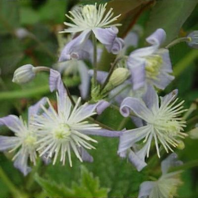Clematis 'Swedish Bells' - Shoot