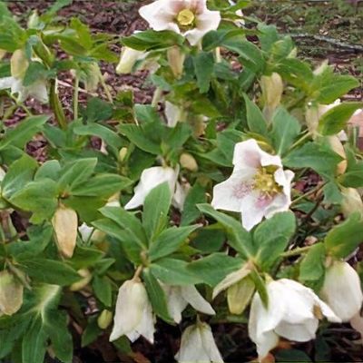 Helleborus orientalis Lamarck. subsp. guttatus 'White Form'