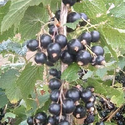 Ribes nigrum 'Ben Hope'