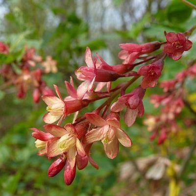 Ribes x beatonii