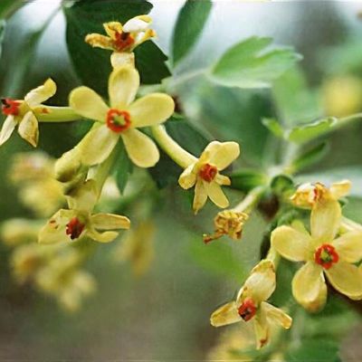 Ribes odoratum