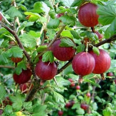 Ribes uva-crispa 'Whinham's Industry'