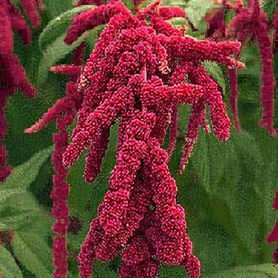 Amaranthus caudatus - Shoot