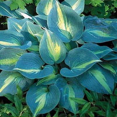 Hosta 'Touch of Class'