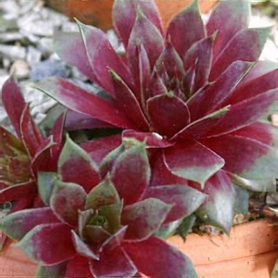 Sempervivum 'Aldo Moro' - Shoot