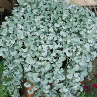 Dichondra argentea 'Silver Falls' - Shoot