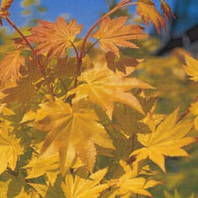 Acer shirasawanum 'Jordan' - Shoot