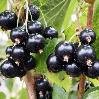Ribes nigrum 'Ben Lomond'