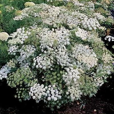 Ammi majus