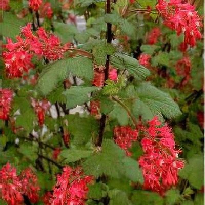 Ribes sanguineum 'King Edward VII'