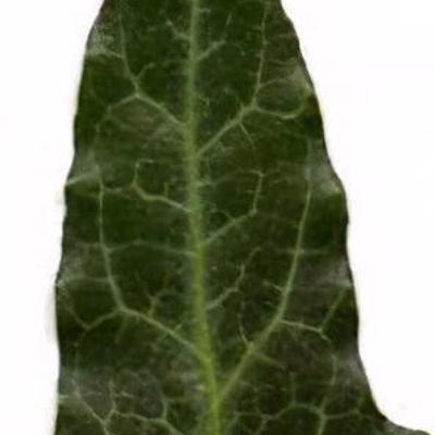 Hedera helix 'Duckfoot' - Shoot