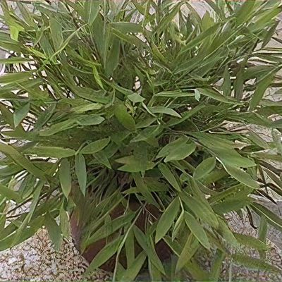 san pedro cactus medicine #EC67 EXACT Trichocereus Pachanoi "46" in 6" container