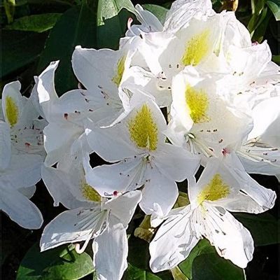 Rhododendron 'Hatsu-giri' - Shoot