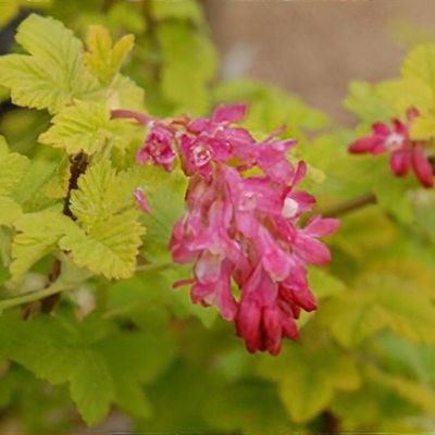 Ribes sanguineum 'Brocklebankii'