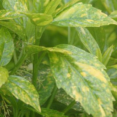 Aucuba japonica 'Sulphurea Marginata' - Shoot