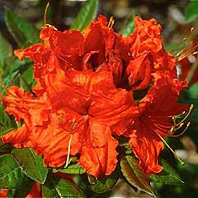 Rhododendron 'Daviesii' - Shoot