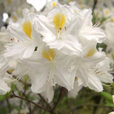 Rhododendron 'Silver Slipper' - Shoot