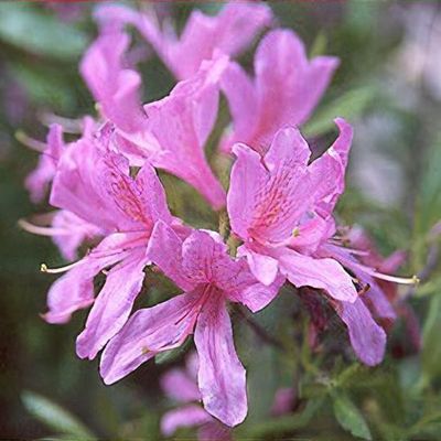 Haru＊Flower／ Rhododendron 'Haru-no-sono' - Shoot