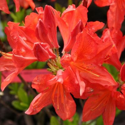 Rhododendron 'Haru-no-sono' - Shoot