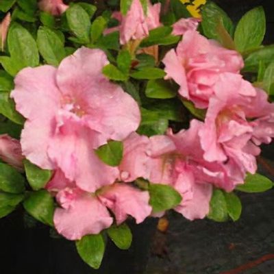 Rhododendron 'Canzonetta' - Shoot