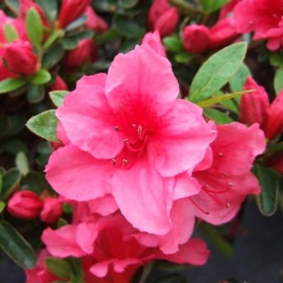 Rhododendron 'Tromba' - Shoot