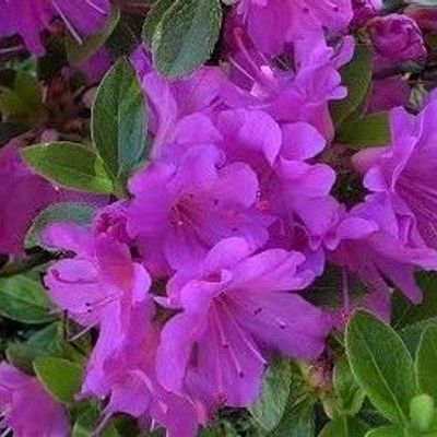 Rhododendron 'Hatsu-giri' - Shoot