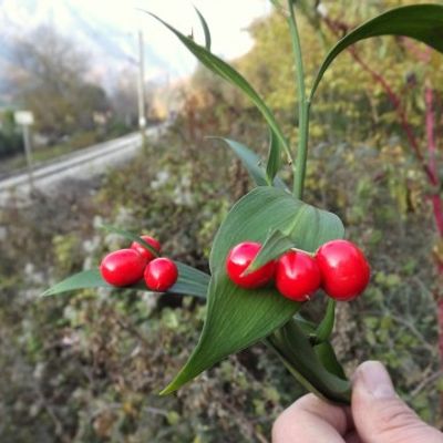 Ruscus plant top