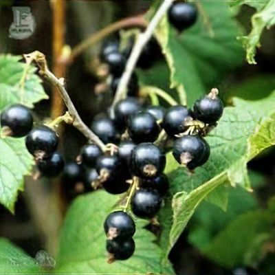 Ribes nigrum 'Ben Connan'