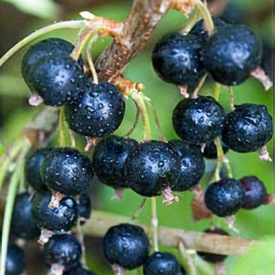 Ribes nigrum 'Ben Nevis'