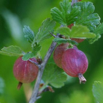 Ribes uva-crispa 'Hinnomaki Red'