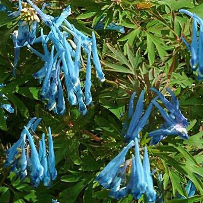 Corydalis flexuosa 'China Blue' - Shoot