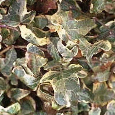 Hedera helix 'Anita' - Shoot