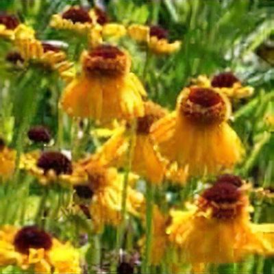 Helenium 'The Bishop'