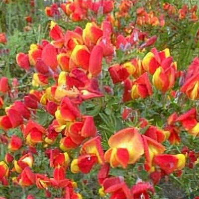Cytisus 'Lena' - Shoot