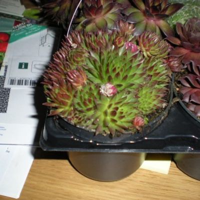 Sempervivum 'Aldo Moro' - Shoot
