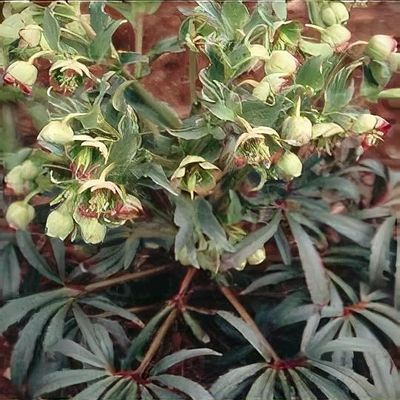 Helleborus foetidus Wester Flisk Group
