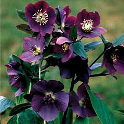 Helleborus orientalis 'Burgundy'   